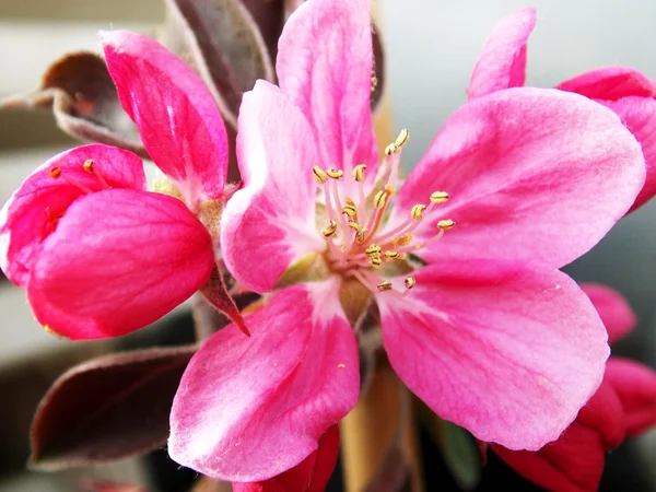 Pink blooms