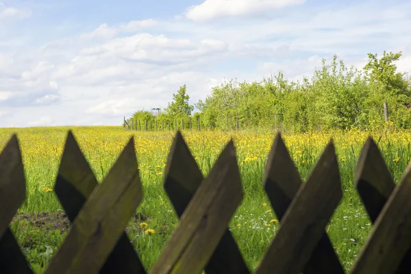 Field with flowers behind a picket fence
