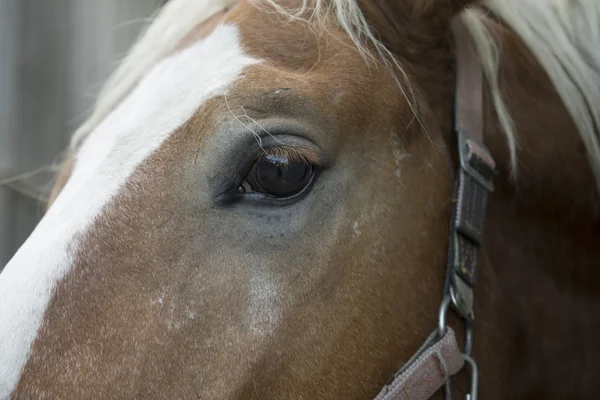 Sad eyes of horse
