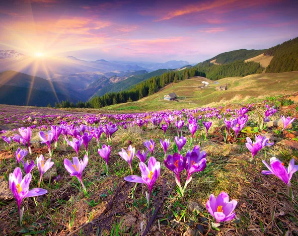 Crocuses at spring in the mountains