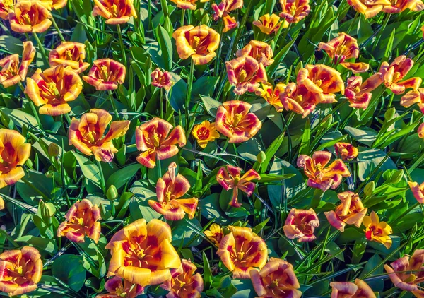 Top view of the tulip flowers
