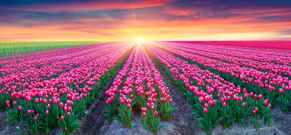 Fields of blooming white tulips at sunrise.