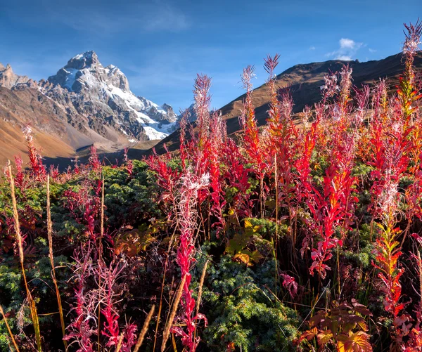 Morning in the Caucasus mountains