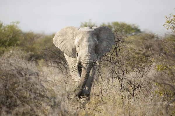 White Elephant in Etosha