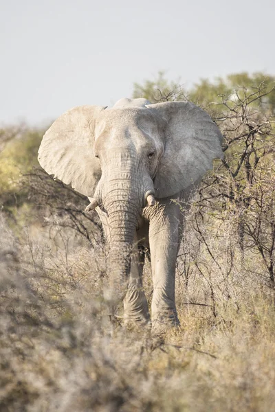 White Elephant in Etosha