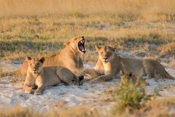 Lion cub playtime