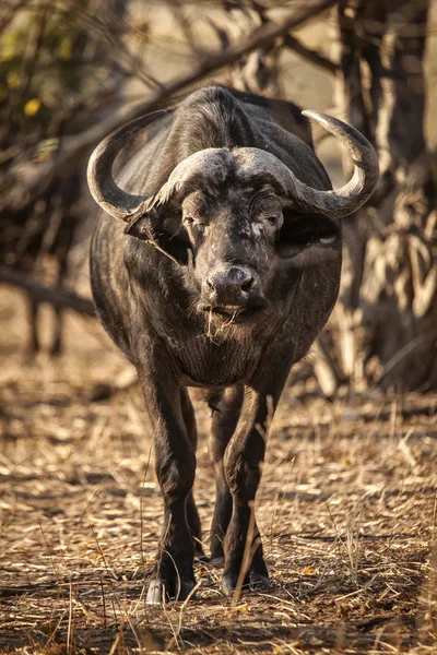 Buffalo in wild
