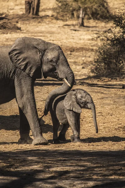 Elephant mother pushing her child