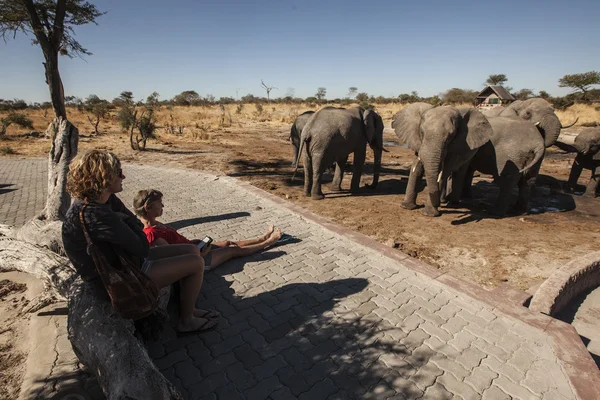 Woman and girl looking  on elephants