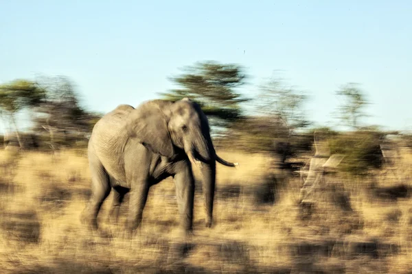 Young African elephant running