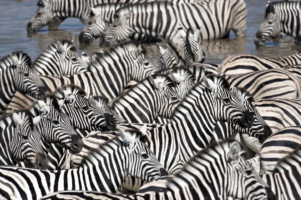 Zebras on watering hole
