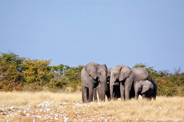 Elephants in savanna