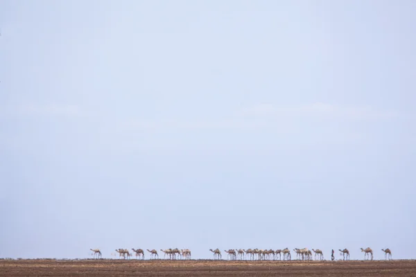 Camels in heat haze