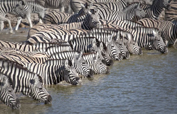 Wildlife found on Safari
