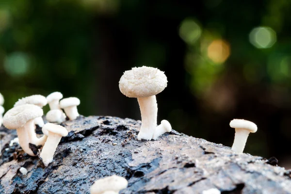 White mushroom log