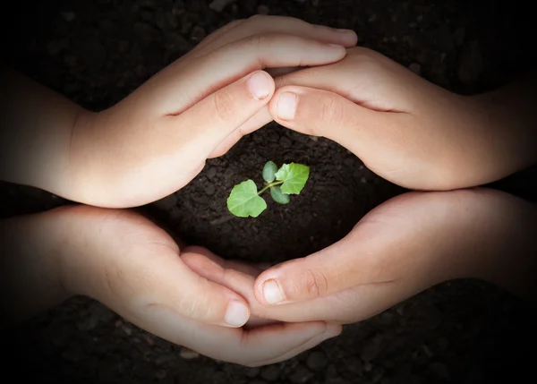 Child hands protect soil with sprout