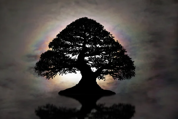 Silhouette of big tree on sky background