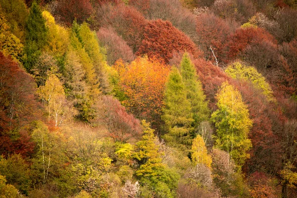 Autumn Colors Wood