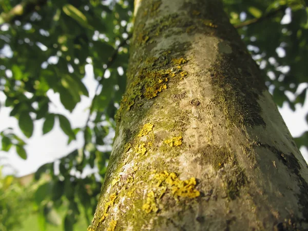 Walnut tree trunk with yellow moss fungus and lichens