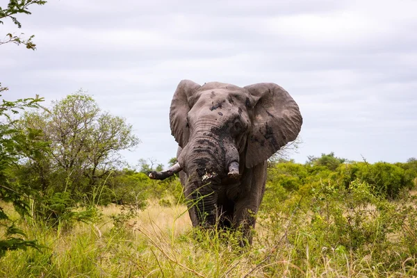 Elephant in Kruger National Park, Safari, South Africa