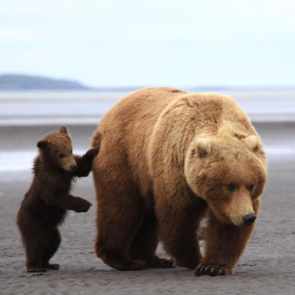 Bear mother and cub