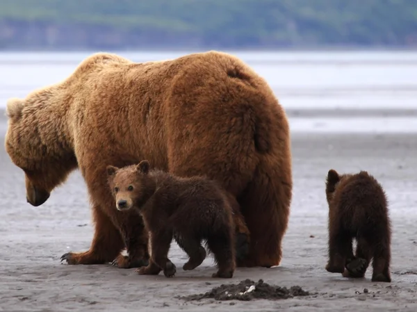 Bear mother and cubs