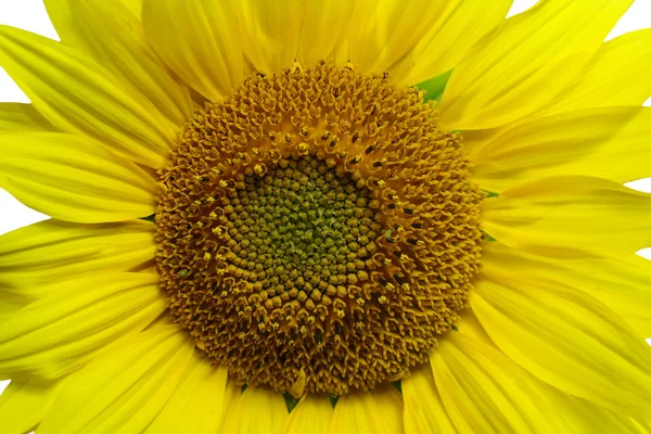 Flower of a sunflower