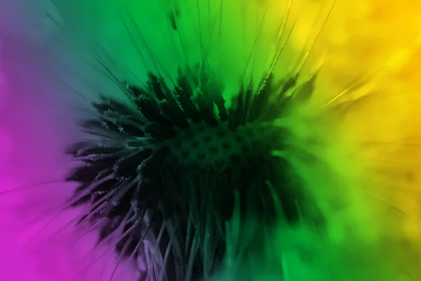 Abstract dandelion flower color background, extreme closeup. Big dandelion on natural background