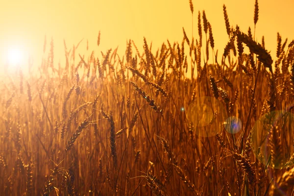 Gold wheat field, sunset