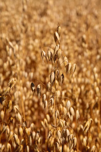 Oat field. Spikes oat closeup on a gold background