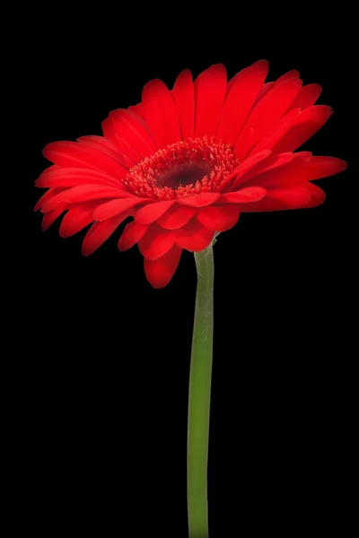 Red gerbera flower on black background