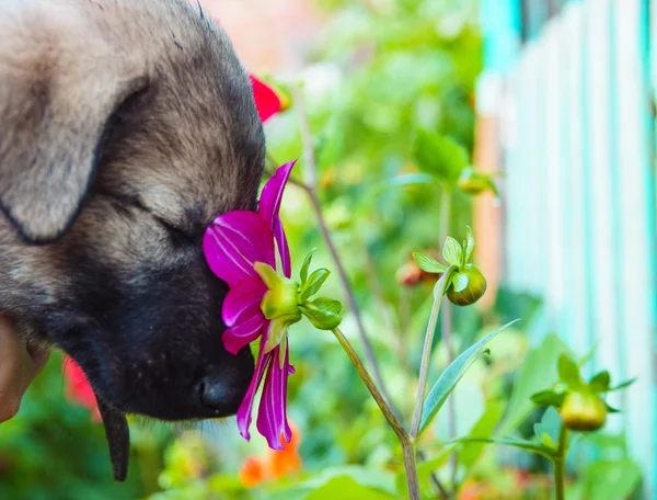 Baby, puppy, Sabaki and flowers, the beautiful