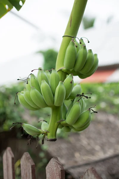 Banana flower and raw