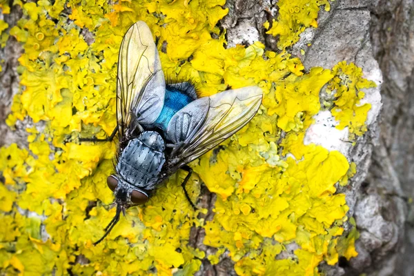 Blue fly on yellow moss