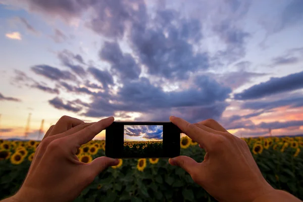 Hand using phone taking photo beauty sunflower field