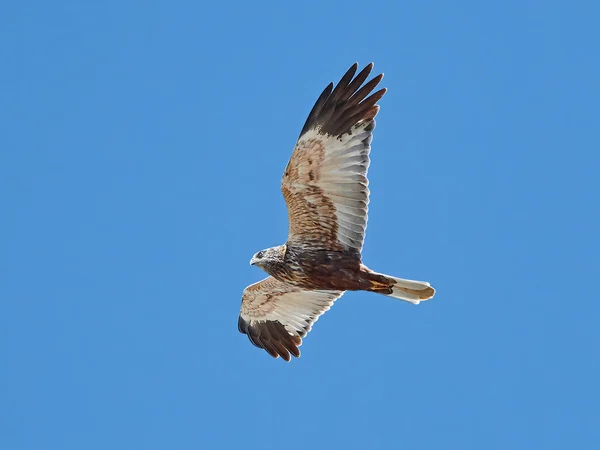 Western marsh harrier (Circus aeruginosus)