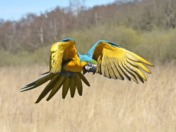 Blue and yellow Macaw (Ara ararauna)