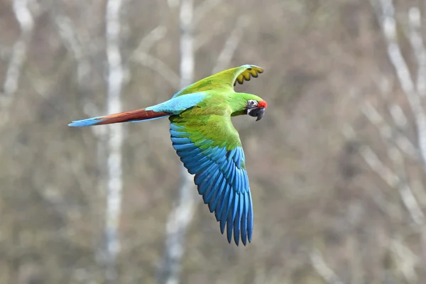 Military Macaw (Ara militaris)