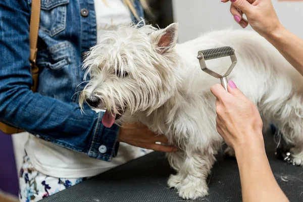 Dog West Highland White Terrier Grooming