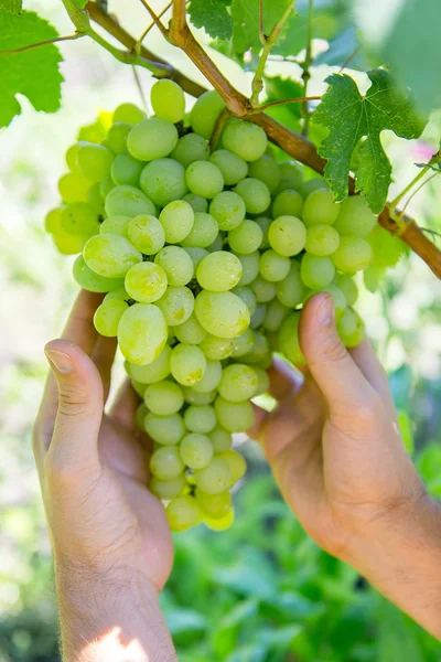 Man picks grapes.