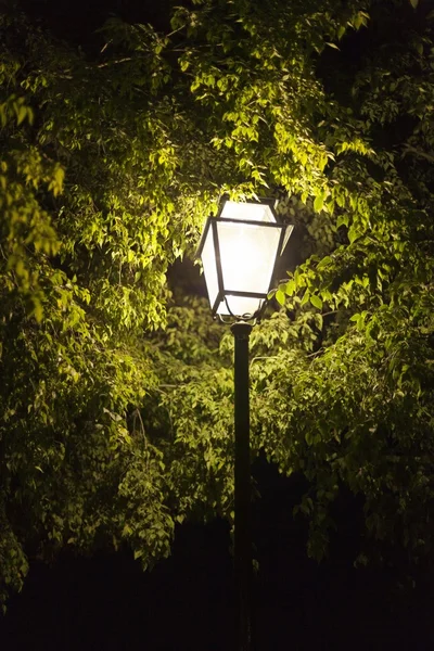Night lamp surrounded by trees