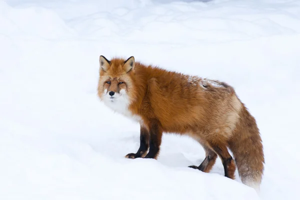 Big red fox on the winter snow