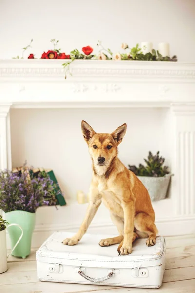 Dog with light hair in old-fashioned decorated room