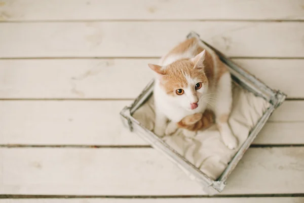 Cat sitting in box on white wooden floor