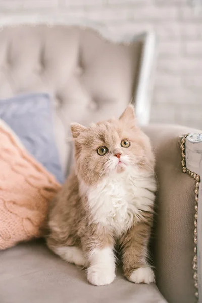 Selkirk rex cat on the beautiful old-fashioned chair