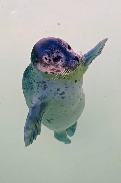 Cute young seal in basin