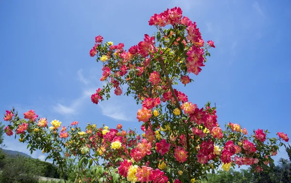 Beautiful Bush of roses on a background  blue sky.