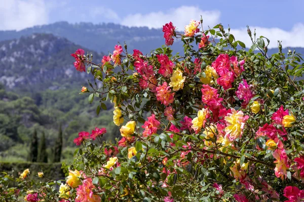 Beautiful Bush of roses on a background  mountains.