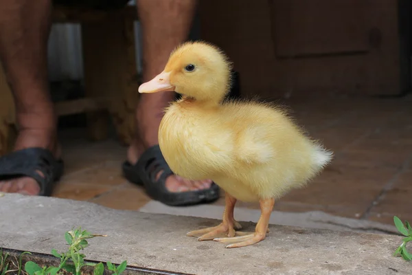 A little duck