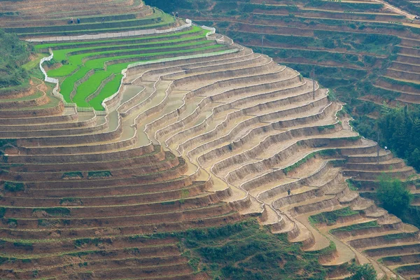 Beautiful terraced rice field in Lao cai province in Vietnam